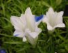 Show product details for Gentiana White Star